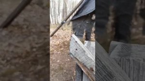 пробуждение таёжных клещей