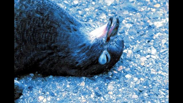 СМЕШНОЕ ВИДЕО ПРО ГОЛУБЕЙ ЧАСТЬ 1 смотреть онлайн