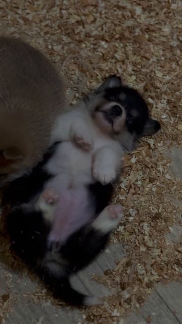 Максимально сладкий сон  