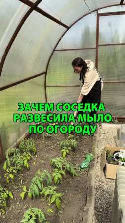 Зачем соседка развесила мыло по огороду?