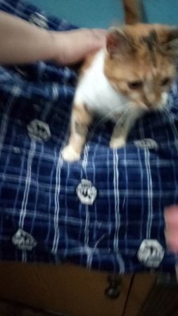 В приюте караул! Начался вирус. 
Кошка,подобранная около магазина, принесла. Начали лечение.