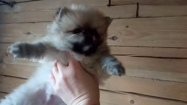 шпицы мини. 89037100053 вотсап. #шпиц (1) смотреть онлайн