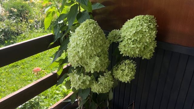 ШОК ГИГАНТ!!! Гортензия РОЯЛ ФЛАУЭР( Royal Flower ) 20.07.2024г смотреть онлайн