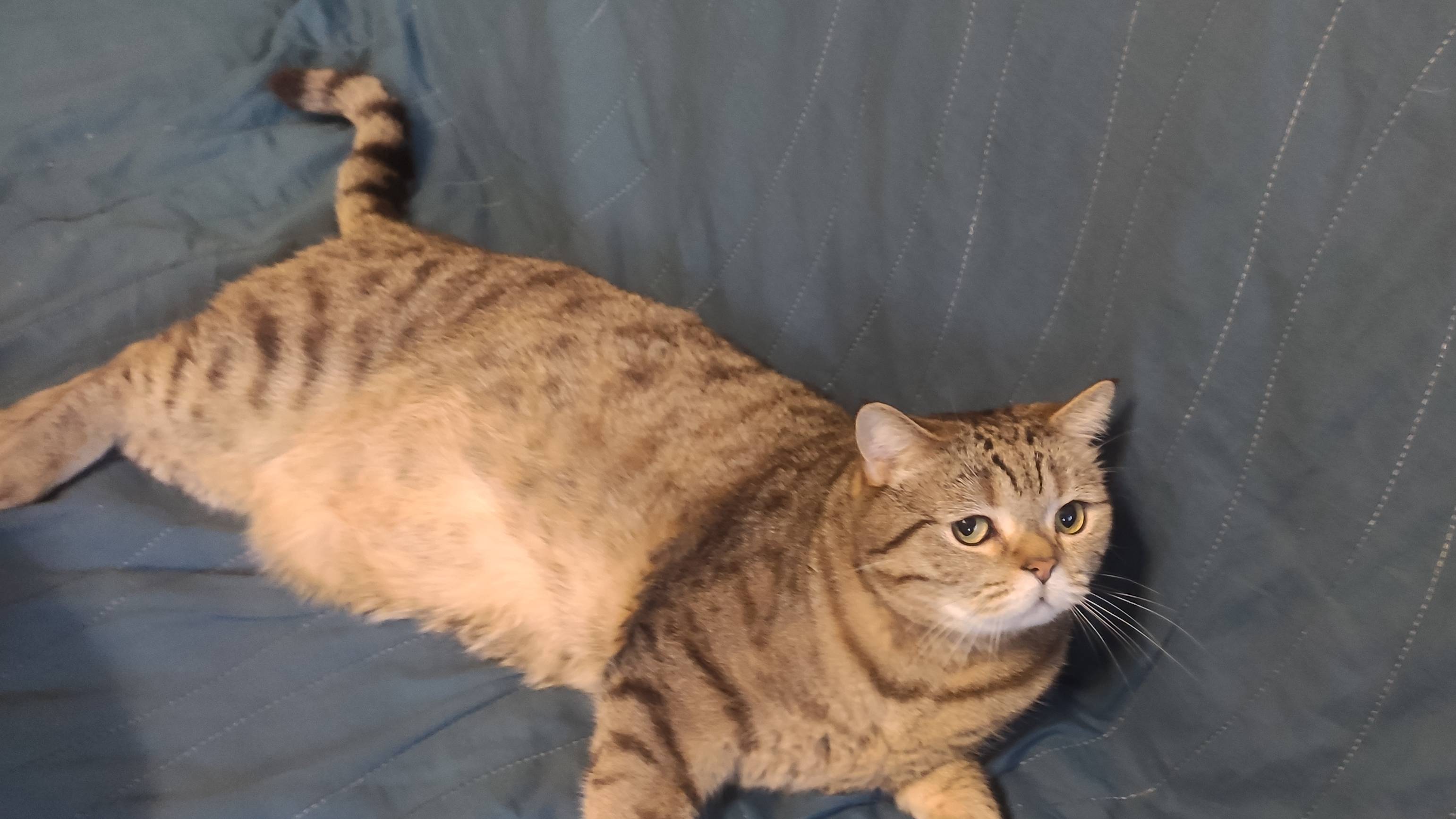 Кошки смотреть онлайн