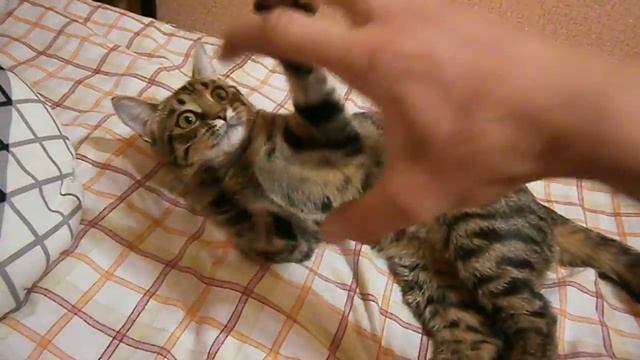 киска играет