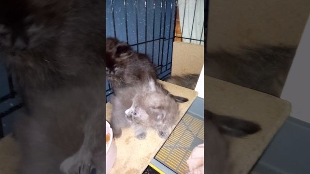 Котята "Цементного плена "и из мама. 
История продолжается и краски сгущаются  .