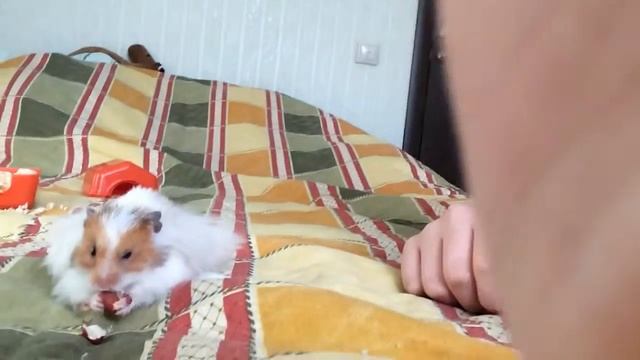 Смешной хомяк.как мой хомячок кушает лакомства орешек и банан