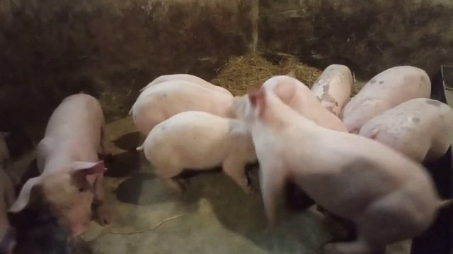 Сільські будні Василя прийняв опорос і зрозумів вартість свиней// Яка ціна повинна бути на 🐖❓ смотреть онлайн