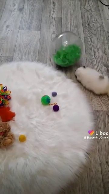 Мишка шпиц💥😍🥰 смотреть онлайн