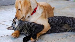 ПРИКОЛЫ С ЖИВОТНЫМИ ДО СЛЕЗ #44 Смешные КОТЫ И СОБАКИ  Приколы
