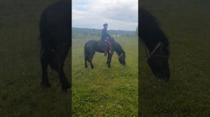 Приехал к подписчице,парная выездка на лошадях