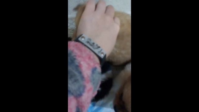 Малыши щенки шпица смотреть онлайн