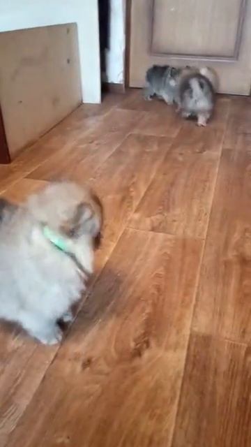 Пушистики. Продажа шпицов смотреть онлайн