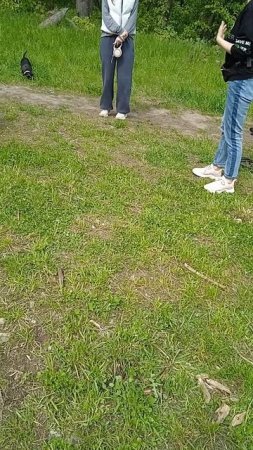 17-05-2025Сбор собачек на площадке для собак