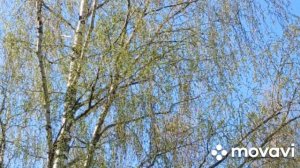 Песня - Майский день, слова Валерия Алексеева, музыка нейросети Brev.ai