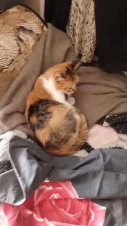 Кошка от магазина  Состояние средней тяжести.