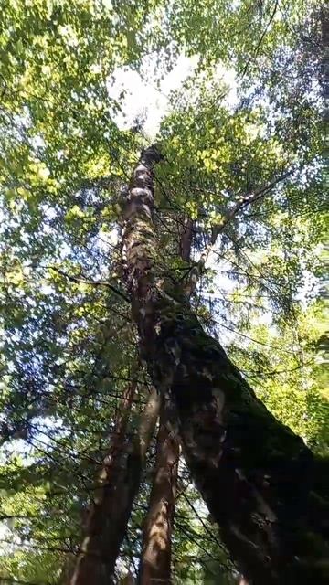 Бывают такие красивые берёзки смотреть онлайн