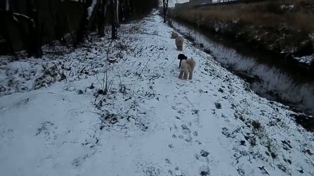 31 декабря 2017года - первый снег для Умки :