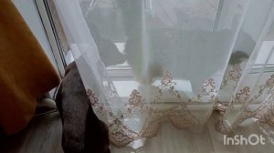 щенок вельш корги кардиган триколор на продажу