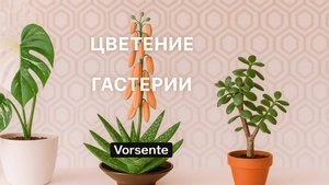 Как цветёт гастерия. Изменения в коллекции. еженедельный обзор коллекции