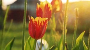 Пока жена варила борщи и стирала носки, муж, не стесняя