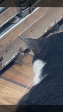 Стамбульский котик после переговоров