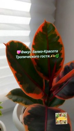 💖Фикус Белиз- Красота Тропического гостя.🫶🌿