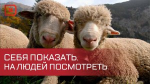 Российская выставка племенных овец и коз завершилась в Каспийске