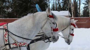 Дед Мороз на  тройке лошадей заказ в Москве