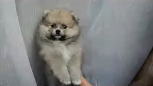 шикарная девочка на продажу смотреть онлайн