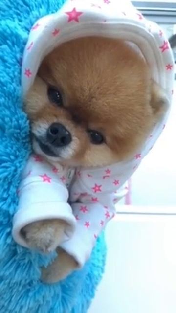 Милый шпиц спит на кроватке 😻😻😻 смотреть онлайн