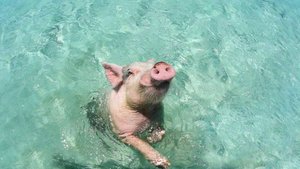 Купание свиньи