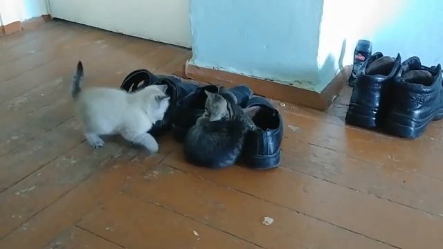 Котята играют в прятки с тапочками. Mushukchalar shippak bilan bekinma смотреть онлайн
