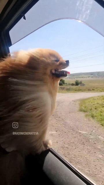 Были бы крылья #pekingese #собака #pets #dogs #шпиц #животные #dog #pomeranian #puppy #animals смотреть онлайн