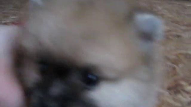 Максик Из Усадьбы Андреевых