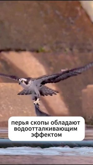 Скопа - одна из лучших птиц-рыболовов #shorts