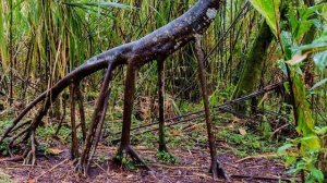 Это дерево умеет ходить! 5 интересных фактов про ходячую пальму