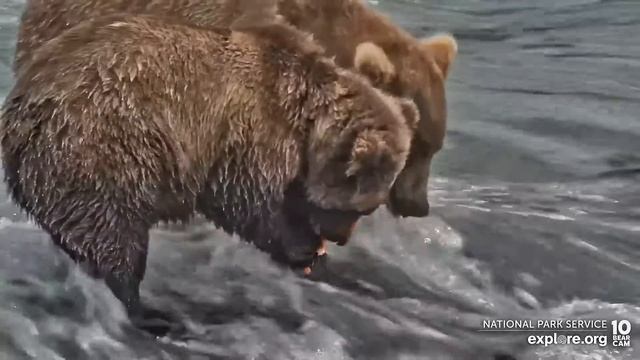 Медведи Катмай (Аляска) - Katmai bears. Alaska. смотреть онлайн