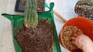 Пересадка огромного старого кактуса. Эхинопсис меняет грунт.