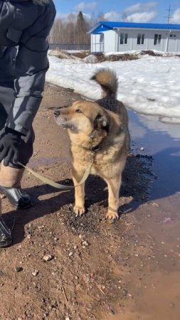 Акела 💔

Вот уже больше трёх лет томится в застенках муниципального приюта этот шикарнейший парень!