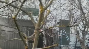 Мой бензиновый ранцевый садовый опрыскиватель (распылитель), воздуходувка. Обработка сада.