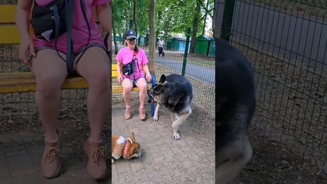 🦮🐕🦺ВЕО РЭЙ,  Немецкие овчарки, Лабрадор и корги. Площадка для собак Одесс