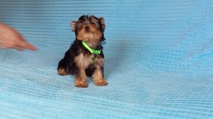 Девочка Йоркширского терьера