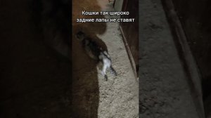 Встретила на улицы кошку с странной походкой.