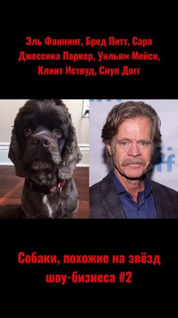 СОБАКИ, ПОХОЖИЕ НА ЗВЁЗД ШОУ-БИЗНЕСА#2 #собаки#собакадругчеловека#шоубизнес# смотреть онлайн