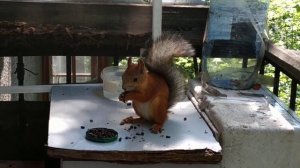 Бэлл поел и цокает#nature#animals#squirrel#белка#животные