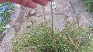 ТУЯ ФИЛИФОРМИС- Filiformis