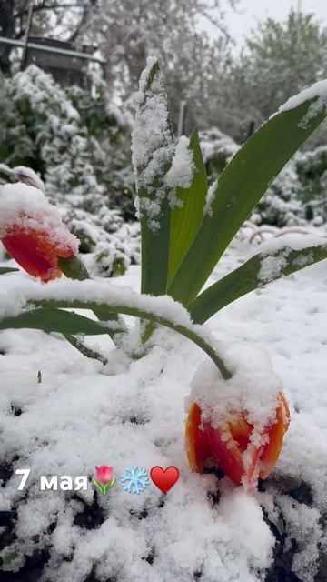 А за окном май 😂 Построй планы - насмеши Бога 🤷♂️ #снежныймай смотреть онлайн