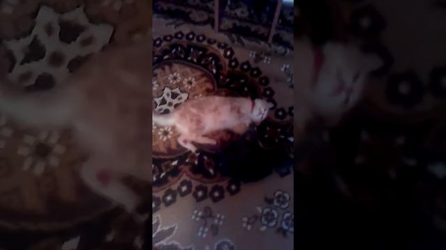 Мур Мур Мур смотреть онлайн