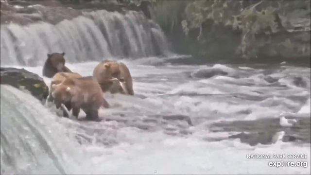 Медведи Катмай. Аляска - Katmai bears. Alaska. смотреть онлайн